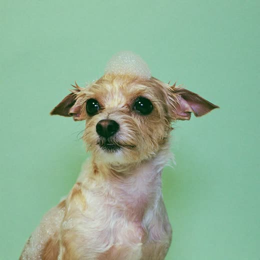 A small dog being bathed, wet coat and suds