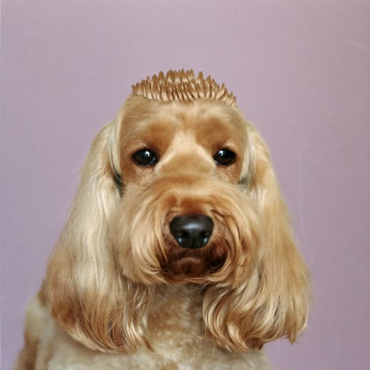 A cockapoo with a freshly clipped coat