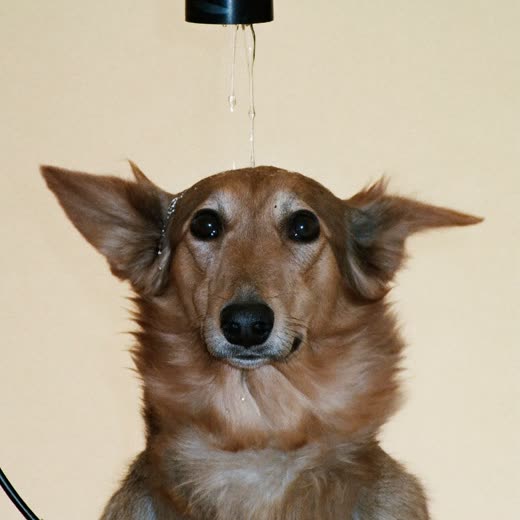 A long-haired dog being blow-dried, coat lifted